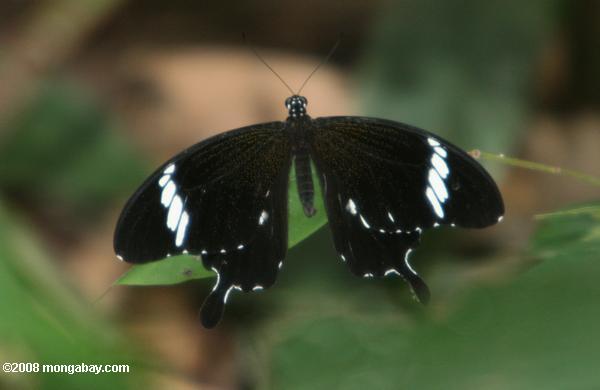 黒と白蝶