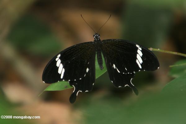 黒と白蝶