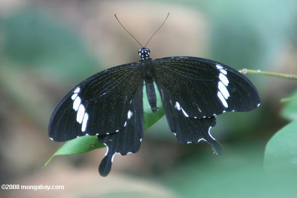 Noir et blanc papillon