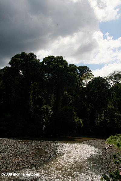 danum река в Борнео