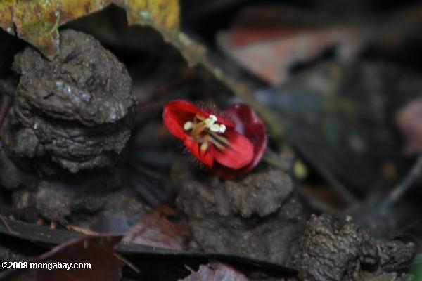 flor vermelha com sépalas branco