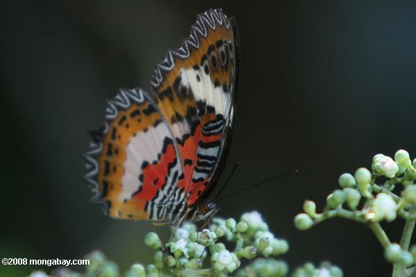 Kupu-kupu, hidupan liar di alam yang merupakan bagian dari ekosistem lingkungan yang harus kita jaga kehidupannya. Foto: Rhett Butler