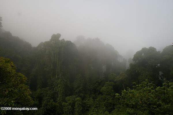ボルネオの熱帯雨林