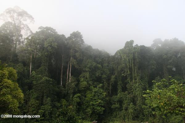 ボルネオの熱帯雨林