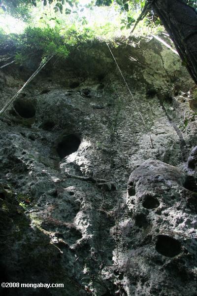 гроб пещере в долине danum
