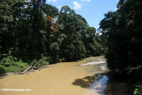 la selva tropical de Borneo