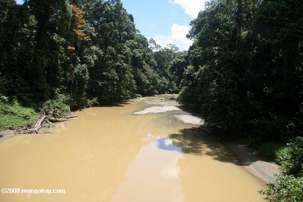 тропических лесах Борнео