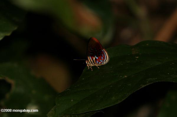 複数の色の蝶