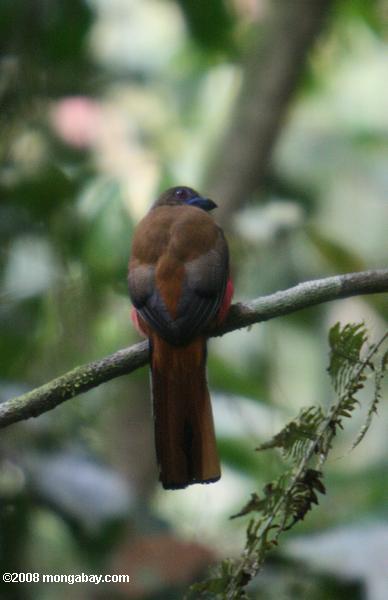 ave de color marrón con un pico azul y un rojo pecho