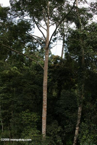 балдахин дерево