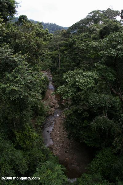 Крик тропических лесах Борнео