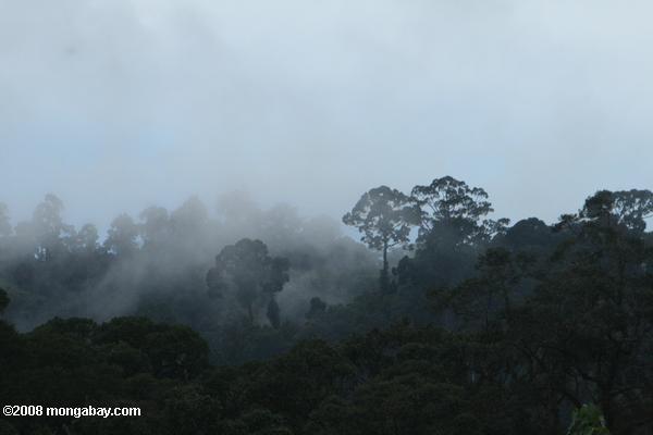 névoa passando de floresta tropical do Bornéu