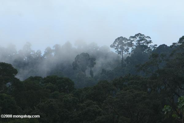 туман воскреснуть из тропических лесах Борнео