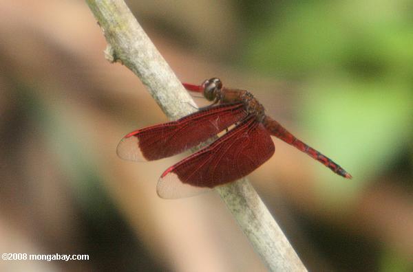 vermelho libélula