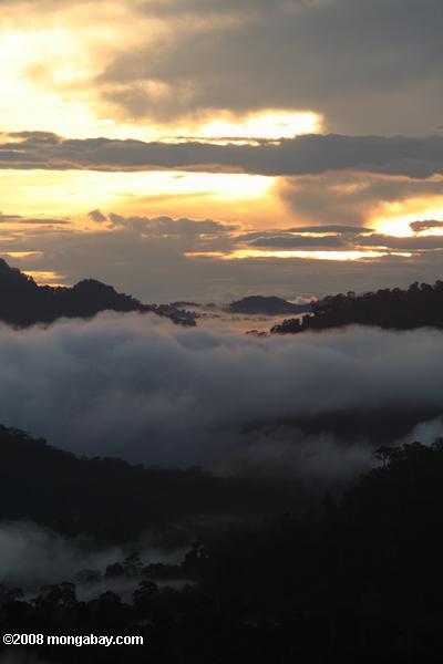el aumento de niebla de la selva tropical de Borneo