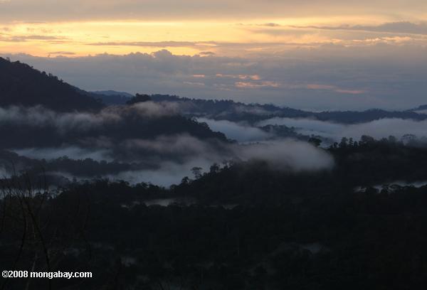 霧は、ボルネオ島の熱帯雨林から上昇