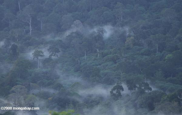 névoa passando de floresta tropical do Bornéu
