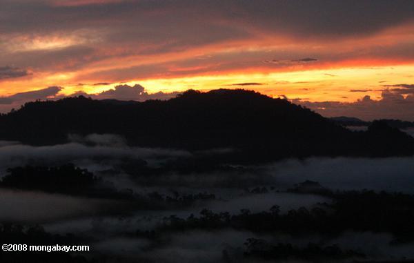 névoa subindo do Bornéu floresta tropical no por do sol