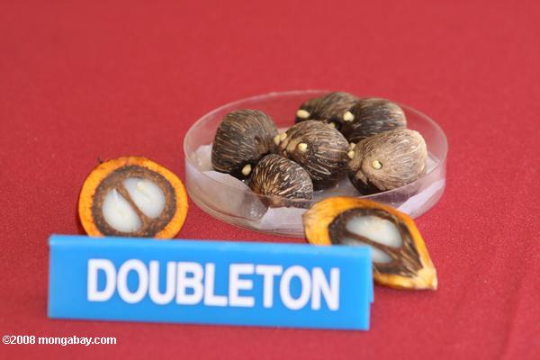 doubleton Дура масла пальмовых плодов