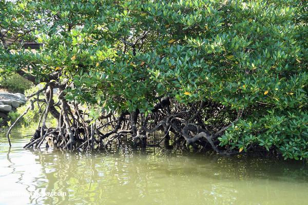 мангровых лесов вдоль реки sabang