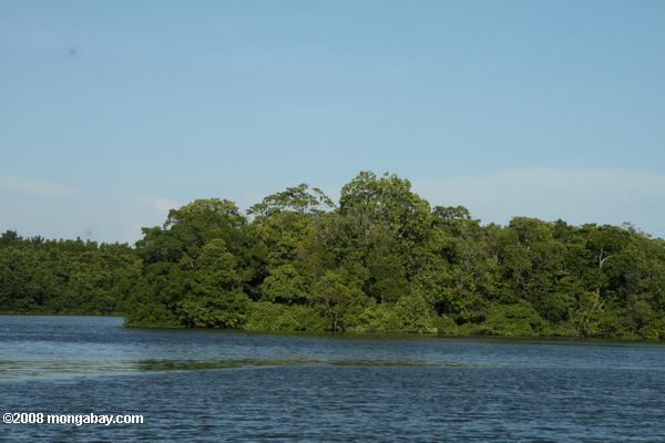 サバン川沿いのマングローブ林
