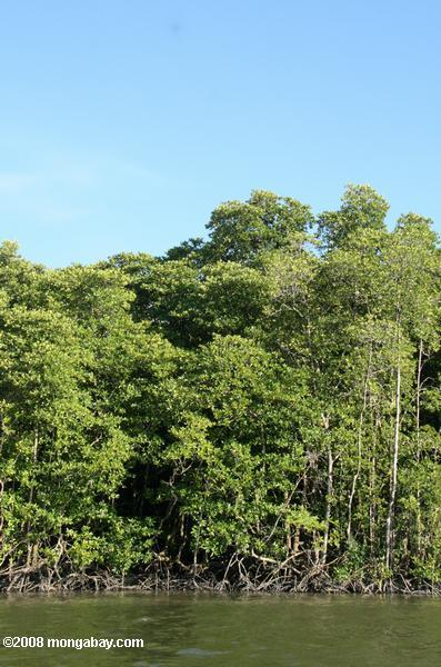 サバン川沿いのマングローブ林