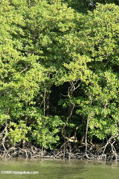 los bosques de manglares a lo largo del río sabang