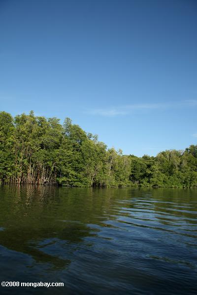 Mangroven Wald entlang der Fluss Sabang