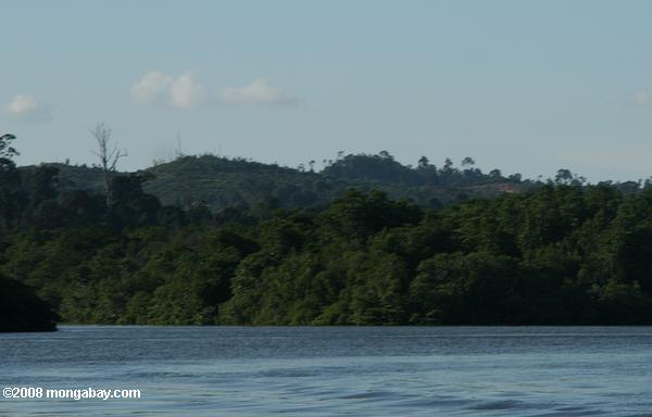 plantación de palma de aceite en una zona deforestada a lo largo del río sabang
