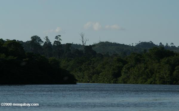 Öl-Palmen Plantage in einem abgeholzten Gebiet entlang der Fluss Sabang