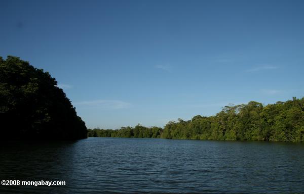 マングローブの川サバン並ぶ-テングザルの生息地