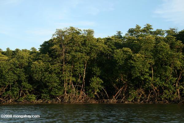 мангровых лесов вдоль реки sabang