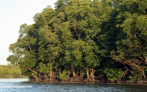 manguezal floresta, ao longo do rio sabang
