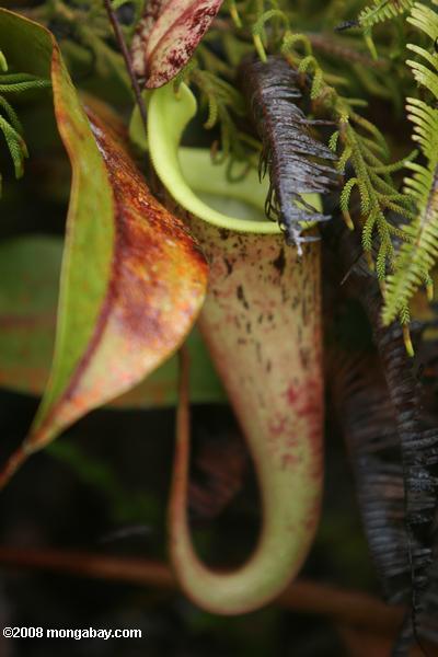 тонкий кувшин растений (nepenthes gracilis)