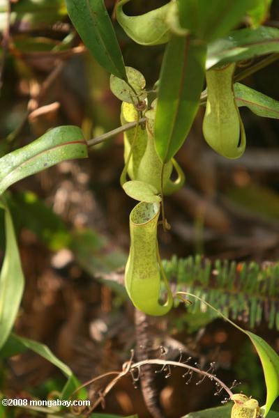 Nepenthes mirabilis