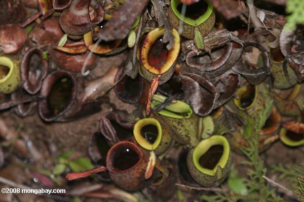 Nepenthes rafflesiana jarro planta