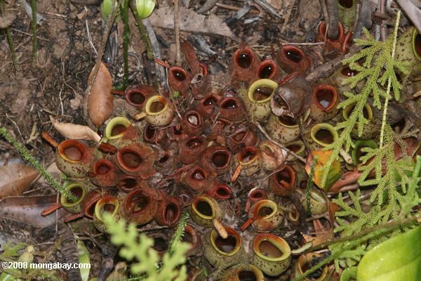 nepenthes rafflesiana кувшин завод