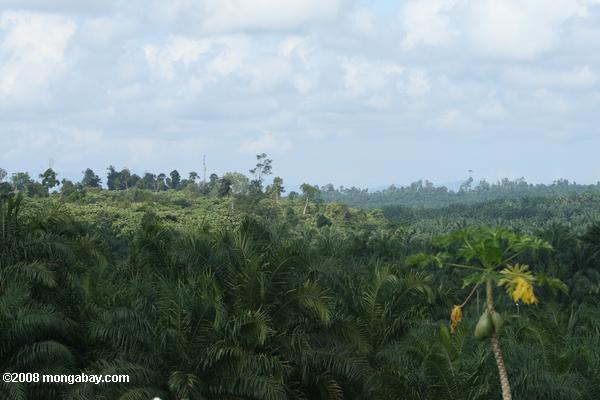 óleo de palma com o plantio de florestas em segundo plano