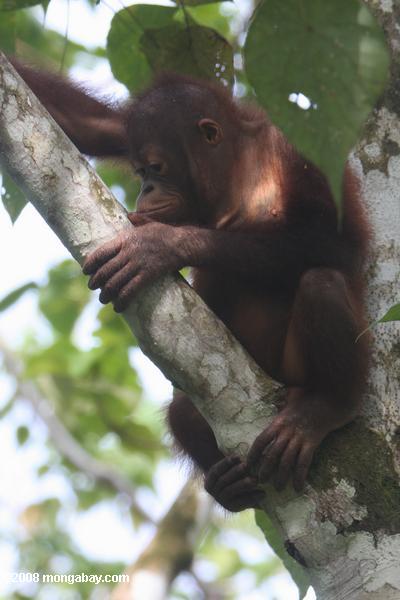 jovem órfã orang-utan
