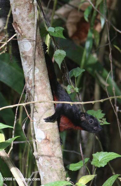 Borneo schwarzen fliegenden Eichhörnchen (aeromys tephromelas) mit einer bräunlich-roten Brust