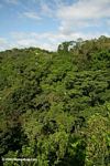 The rainforest canopy as seen from a construction crane in Panama