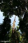 The Smithsonian Tropical Research Institute uses a construction crane to study the tropical forest canopy