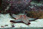 Red and turquoise starfish