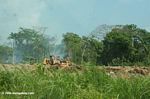 Tropical deforestation near Colon; Panama