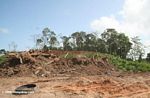 Tropical forest destruction in Panama