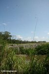 Edge of the mangrove forest -- to be cleared shortly