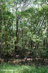 Dry mangrove forest