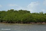 Red Mangroves at Galeta