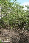 Rhizhomes of the red mangrove