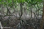 Red mangroves (Rhizophora mangle) in Panama